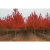 求購(gòu)胸徑15公分美國(guó)紅楓