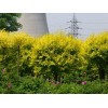 求購(gòu)：13--18公分黃金槐