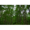 求購(gòu)云杉，白皮松