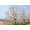 求購15-20公分染井吉野櫻花