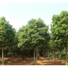 求購香樟7.8.9光桿