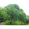 求購，地徑3cm榆樹，30000