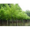 求購原生冠的國槐