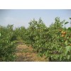 求購杏樹苗接穗