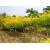 求購3公分黃金槐，