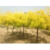 求購金葉槐5公分高桿的