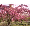 大量求購八公分晚櫻
