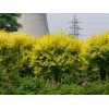 邦均附近求購五公分金枝槐矮干
