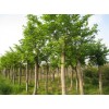 求購：胸徑5公分樸樹