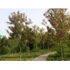 求購香花槐，兩米七分支