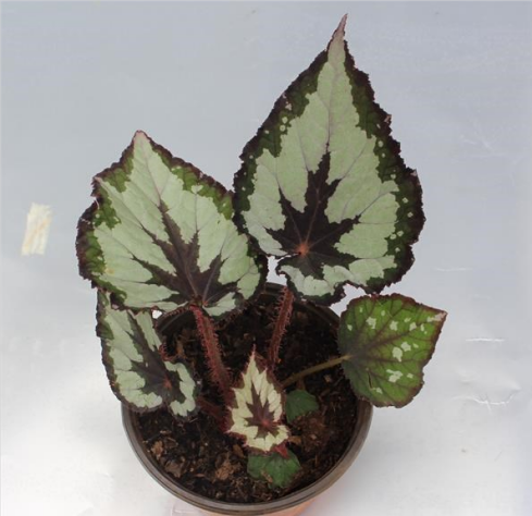 觀葉秋海棠新品種‘華爾茲’