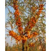 求購沙棘種子