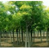 求購(gòu)10公分12公分國(guó)槐