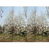 求購胸徑15公分早櫻200棵