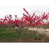 求購紅葉碧桃
