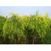 求購(gòu)15公分金葉垂榆