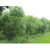 求購苗圃20公分烏桕樹