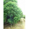 求夠胸徑10公分烏桕