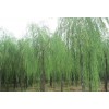 求購胸徑13公分青垂柳30棵