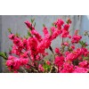 求購紅葉碧桃4公分