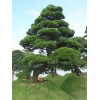 求購造型黑松樹10公分