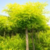 現款求購4公分的矮桿金枝槐