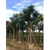 求購絲棉木280棵