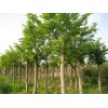 求購樸樹30棵
