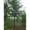 繼續求購 9月1號，胸徑18公分銀杏實生樹