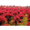 求購(gòu)品種紅葉石楠