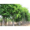 求購胸徑量五公分樸樹