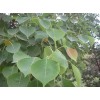 求購烏桕叢生5頭每頭達到15公分有速聯系