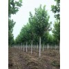 求購15公分全冠法桐