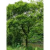 求購叢生樸樹