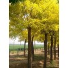 求購：8公分黃金槐