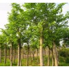 求購胸經25公分精品櫸樹13棵