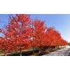求購品種美國紅楓