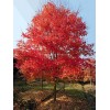 求購：12公分美國紅楓秋火焰