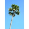 求購棕櫚高度4米整車裝