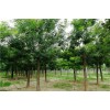 求購16公分國槐多年冠沒有捂枝的