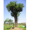 求購16公分國槐多年冠沒有捂枝的