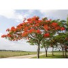 求購(gòu)品種鳳凰樹