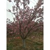 求購20公分高桿晚櫻2棵
