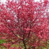 求購紫葉李，紅葉李，12-14